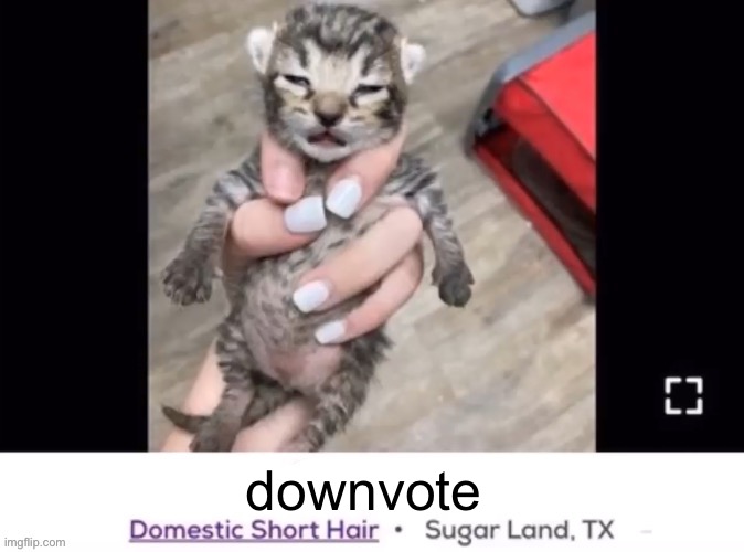 chair editable | downvote | image tagged in chair editable | made w/ Imgflip meme maker