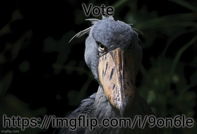 https://imgflip.com/i/9on6le | Vote; https://imgflip.com/i/9on6le | image tagged in shoebill | made w/ Imgflip meme maker
