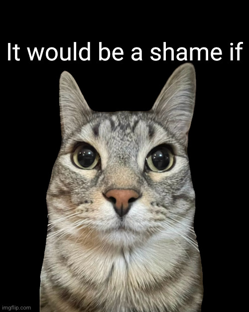 Zazu Cat Blank Stare | It would be a shame if | image tagged in zazu cat blank stare | made w/ Imgflip meme maker