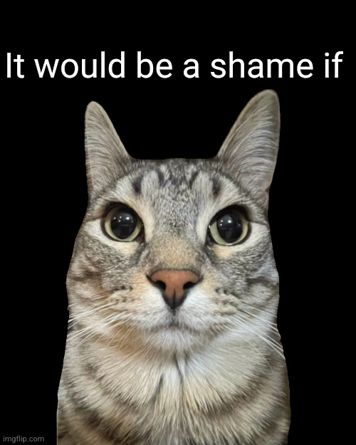 Zazu Cat Blank Stare | It would be a shame if | image tagged in zazu cat blank stare | made w/ Imgflip meme maker