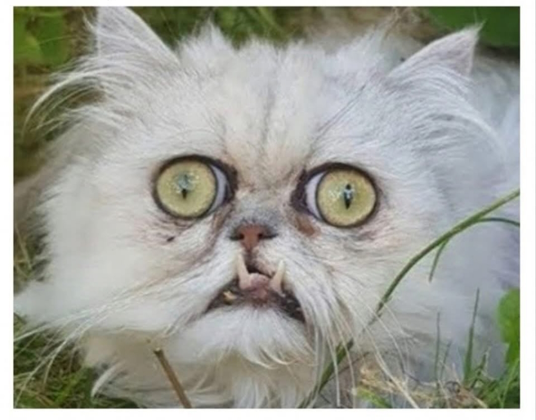Ugly cat Blank Meme Template