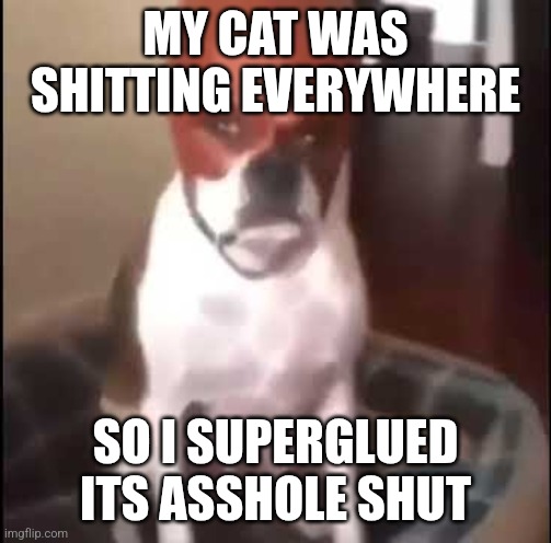 daredevil dog | MY CAT WAS SHITTING EVERYWHERE; SO I SUPERGLUED ITS ASSHOLE SHUT | image tagged in daredevil dog | made w/ Imgflip meme maker
