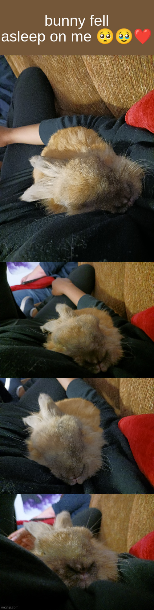 bunny fell asleep on me 🥺🥹❤️ | made w/ Imgflip meme maker