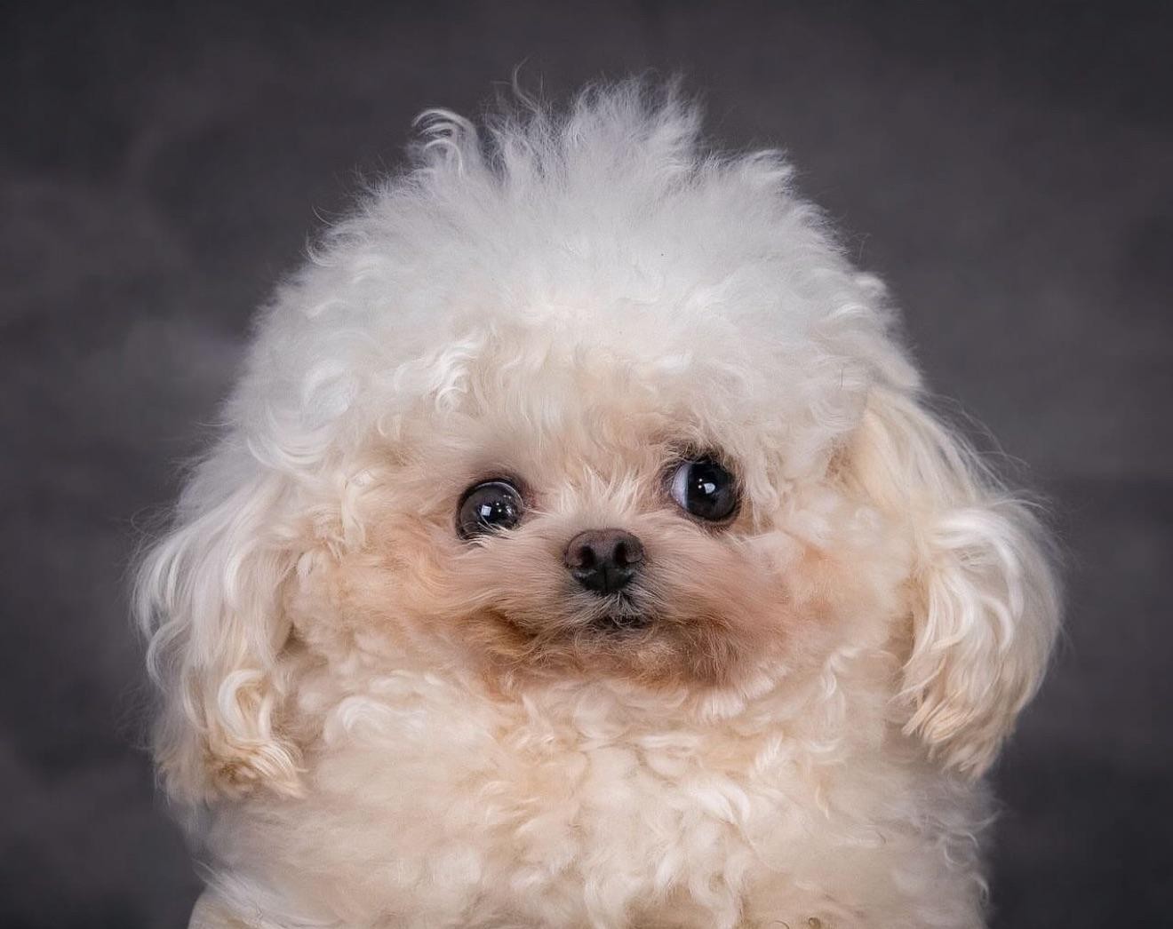 Happy dog Blank Meme Template