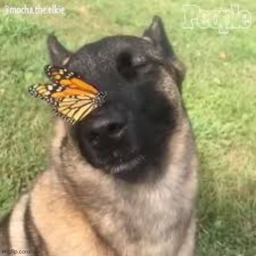 Butterfly dog | image tagged in butterfly dog | made w/ Imgflip meme maker