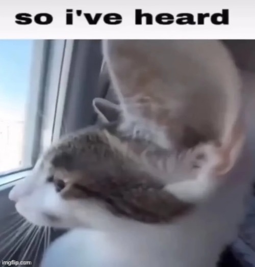 So i've heard | image tagged in msmg,so i ve heard | made w/ Imgflip meme maker