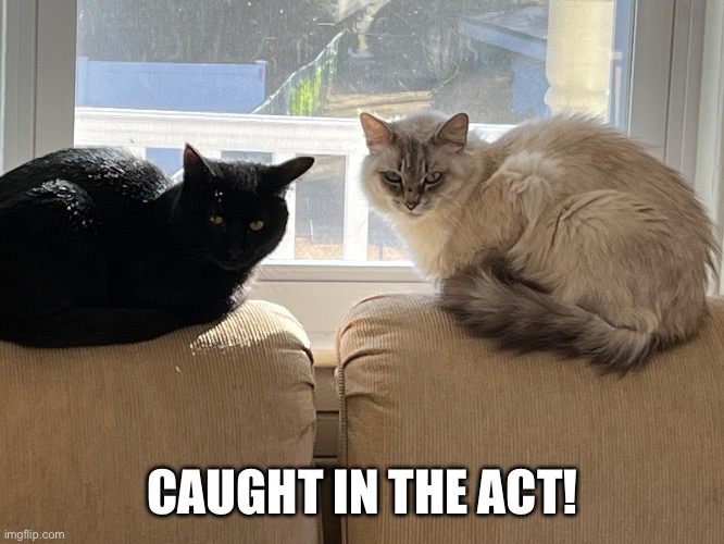 Mischievous kitties | CAUGHT IN THE ACT! | image tagged in funny cats | made w/ Imgflip meme maker
