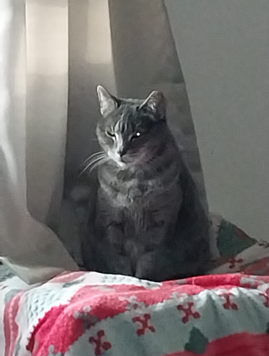 "Cat's Inner Demon" Blank Meme Template