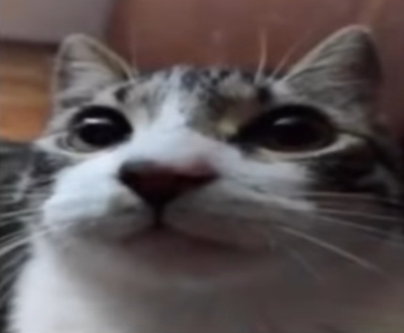 High Quality funnycat.png Blank Meme Template