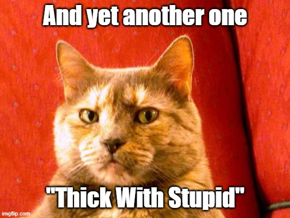 Cat | And yet another one; "Thick With Stupid" | image tagged in special kind of stupid | made w/ Imgflip meme maker