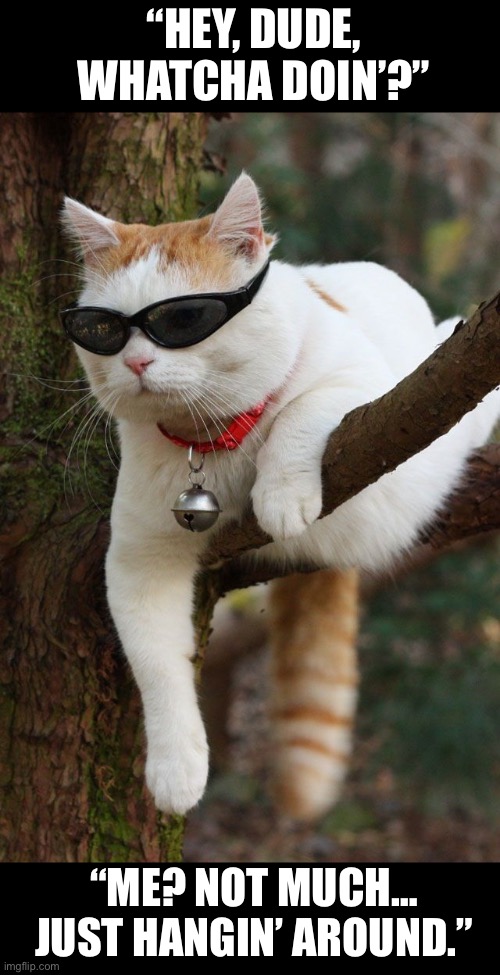 He hangs out a lot when he’s not taking a nap… | “HEY, DUDE, WHATCHA DOIN’?”; “ME? NOT MUCH… JUST HANGIN’ AROUND.” | image tagged in cats | made w/ Imgflip meme maker