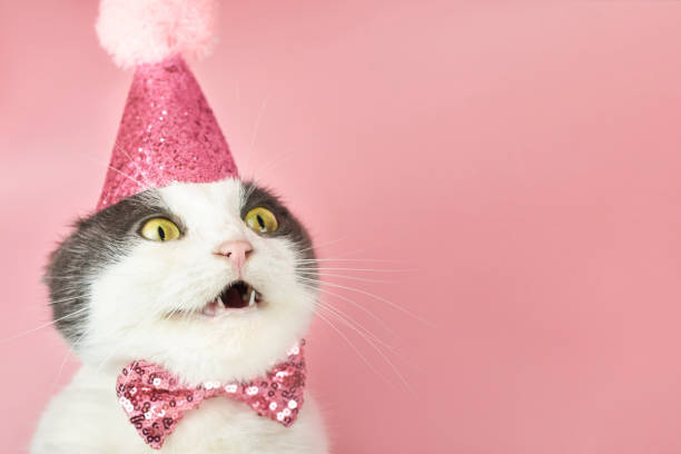 Cat Birthday Blank Meme Template