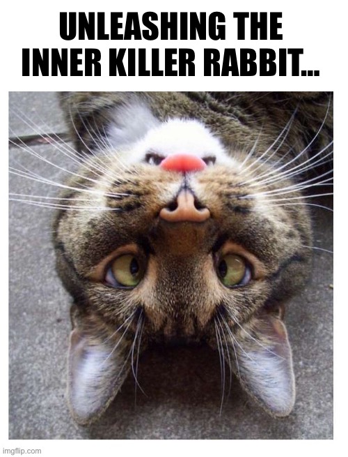 He looks vicious… | UNLEASHING THE INNER KILLER RABBIT… | image tagged in cats | made w/ Imgflip meme maker