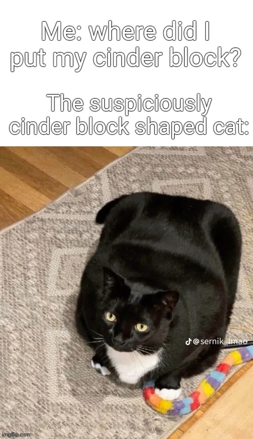 Me: where did I put my cinder block? The suspiciously cinder block shaped cat: | made w/ Imgflip meme maker