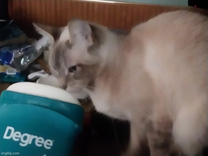 Cat vs Deodorant.mp3 | image tagged in mocha,cats | made w/ Imgflip meme maker