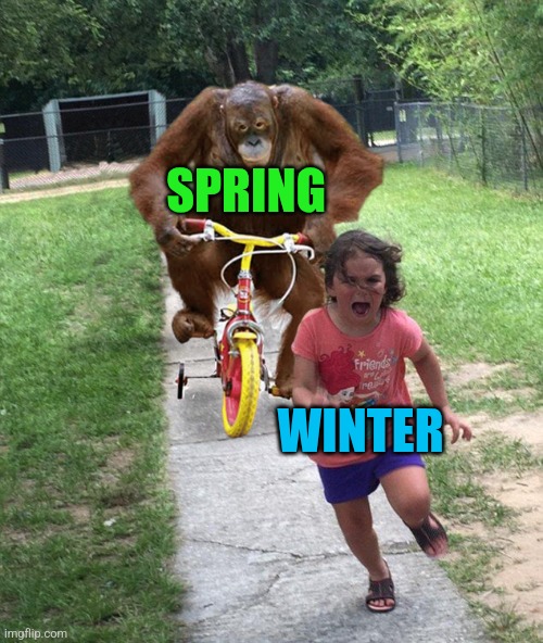 Orangutan chasing girl on a tricycle | SPRING; WINTER | image tagged in orangutan chasing girl on a tricycle,spring,winter | made w/ Imgflip meme maker
