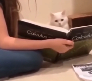Confused cat Blank Meme Template