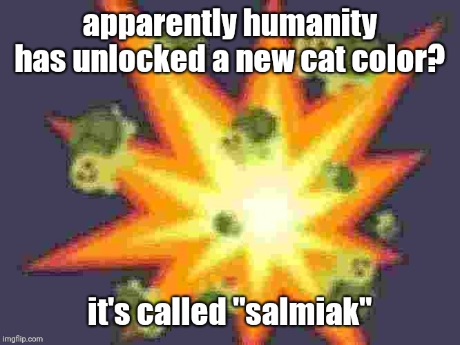 low quality turtle explosion | apparently humanity has unlocked a new cat color? it's called "salmiak" | image tagged in low quality turtle explosion | made w/ Imgflip meme maker