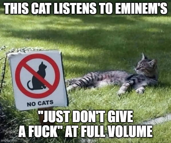 Cat gives no fucks | THIS CAT LISTENS TO EMINEM'S; "JUST DON'T GIVE A FUCK" AT FULL VOLUME | image tagged in cat,eminem,just don't give a fuck | made w/ Imgflip meme maker