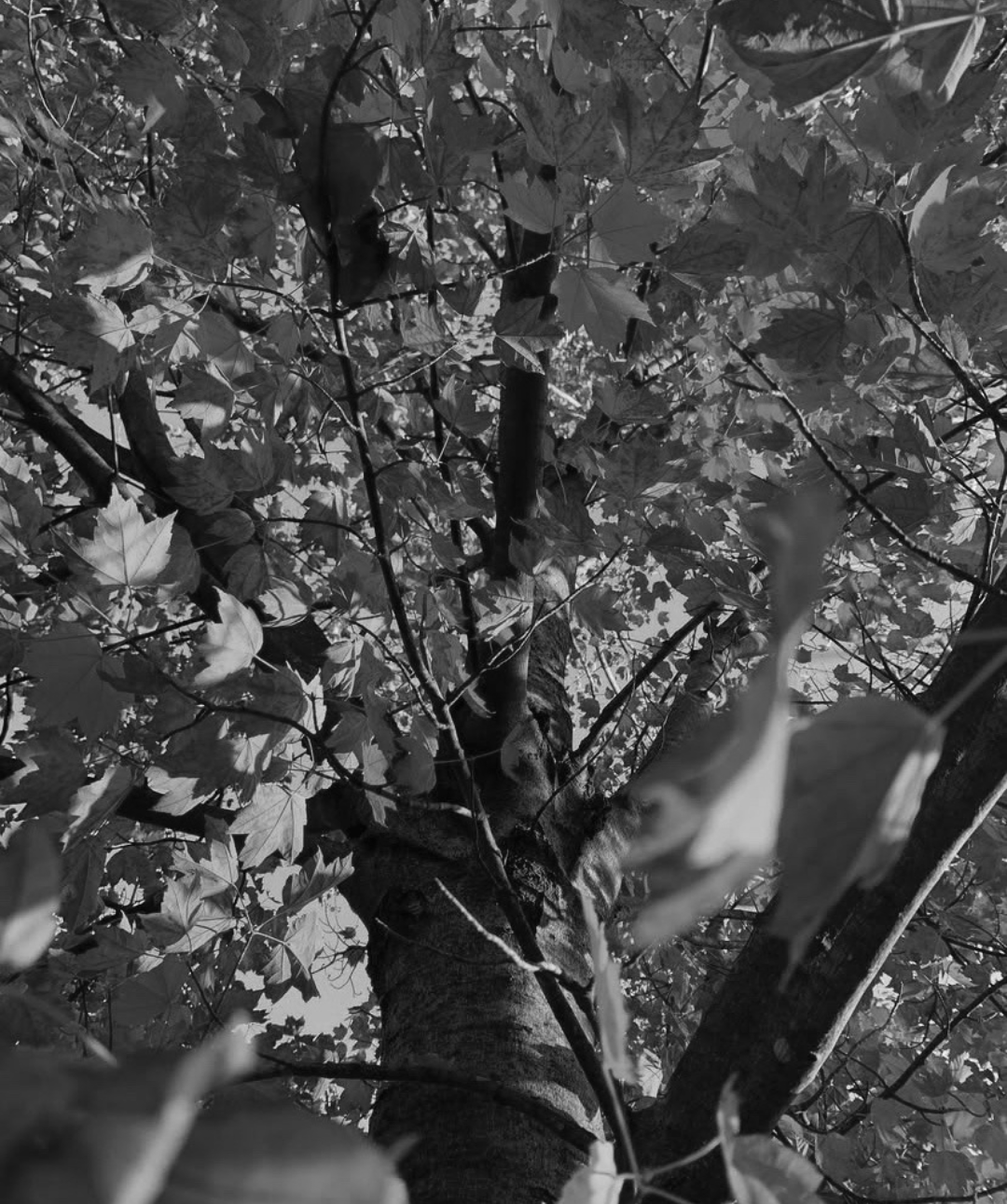 Tree. Blank Meme Template