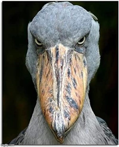 bird knows | image tagged in bird knows | made w/ Imgflip meme maker