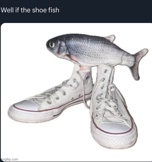 shoe fish | image tagged in shoe fish | made w/ Imgflip meme maker