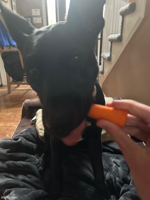 Dog wants the carrot | made w/ Imgflip meme maker