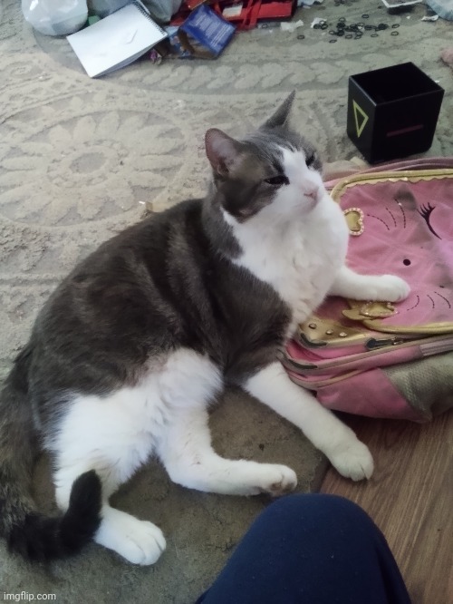 Picture of my cat *starring my knee and my sister's backpack* | made w/ Imgflip meme maker