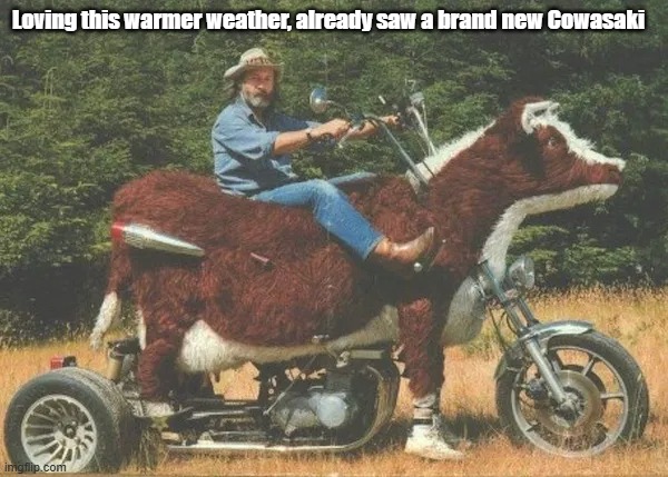 Cowasaki | Loving this warmer weather, already saw a brand new Cowasaki | image tagged in motorcycle,spring,summer | made w/ Imgflip meme maker
