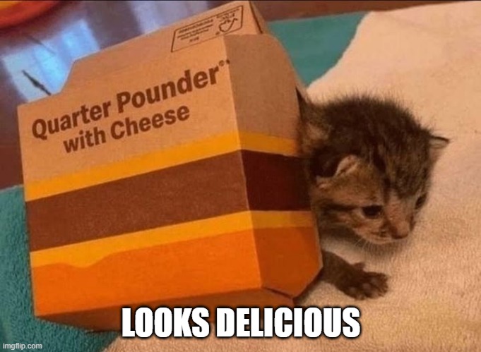 Cat Burger | LOOKS DELICIOUS | image tagged in cats | made w/ Imgflip meme maker