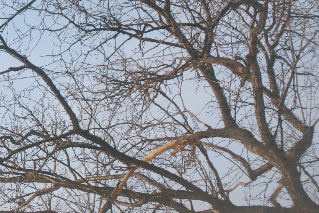 15/03/25 Shot on Cannon PowerShot A630. last day with snow. Blank Meme Template