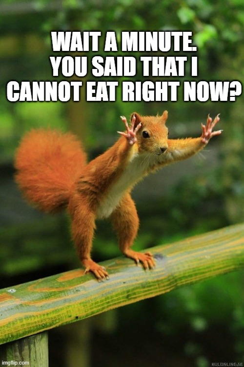 Wait a minute squirrel meme | WAIT A MINUTE. YOU SAID THAT I CANNOT EAT RIGHT NOW? | image tagged in wait a minute squirrel | made w/ Imgflip meme maker