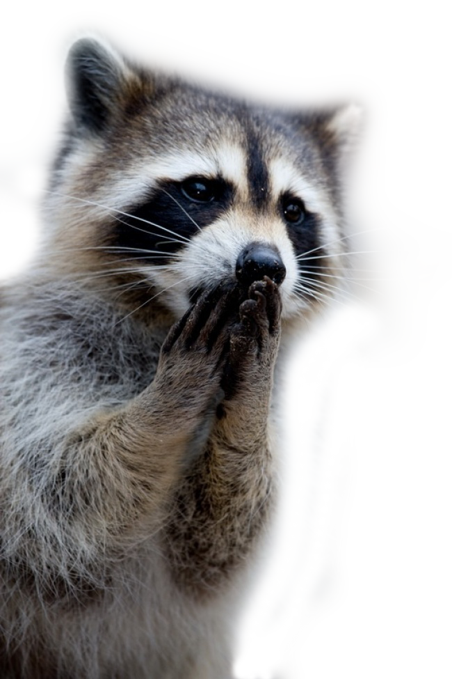 raccoon Blank Meme Template