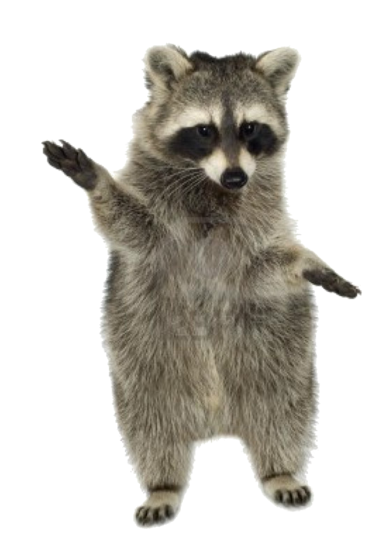 High Quality raccoon Blank Meme Template
