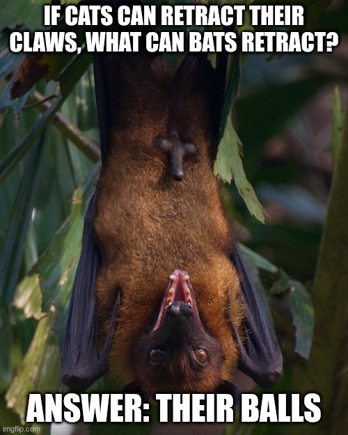 POV: When you found out the answer! | IF CATS CAN RETRACT THEIR CLAWS, WHAT CAN BATS RETRACT? ANSWER: THEIR BALLS | image tagged in funny memes | made w/ Imgflip meme maker