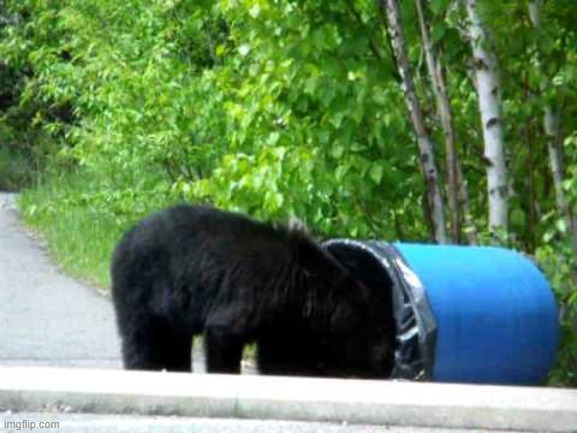 bear eating trash | image tagged in bear eating trash | made w/ Imgflip meme maker