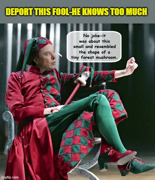 ELON MUSK ON SHARING AJOINING BEDROOMS WITH TRUMP IN THE WHITE HOUSE | DEPORT THIS FOOL-HE KNOWS TOO MUCH; No joke-it was about this small and resembled the shape of a tiny forest mushroom. | image tagged in impeach trump,elon musk,trump is a moron,donald trump memes | made w/ Imgflip meme maker