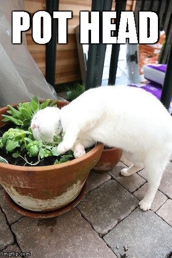 Pot Head Cat | POT HEAD | image tagged in pot,pot plant,humour,cats | made w/ Imgflip meme maker