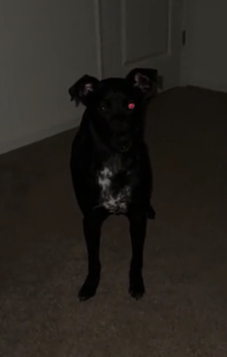 terminator dog Blank Meme Template