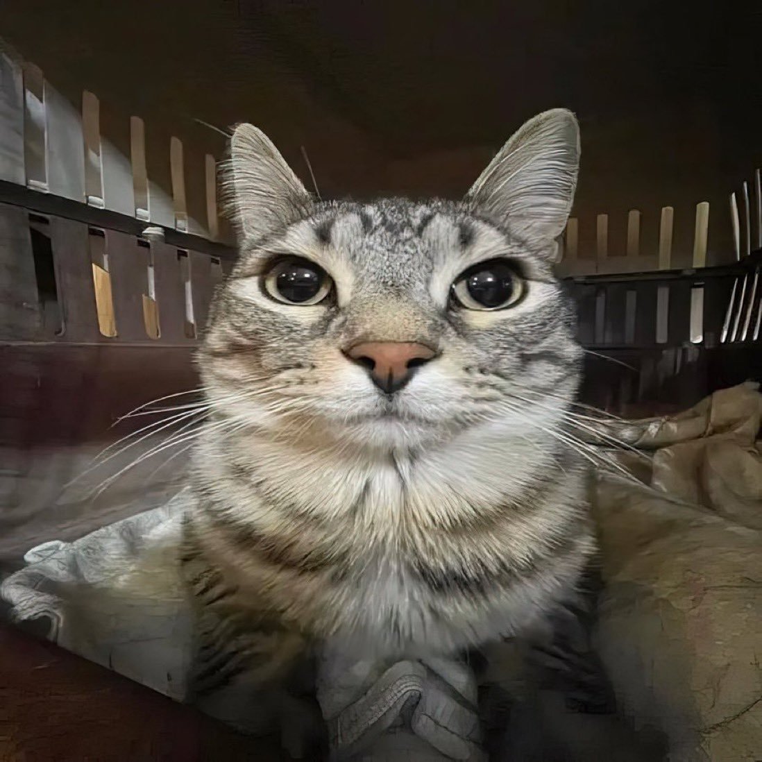 cat Blank Meme Template
