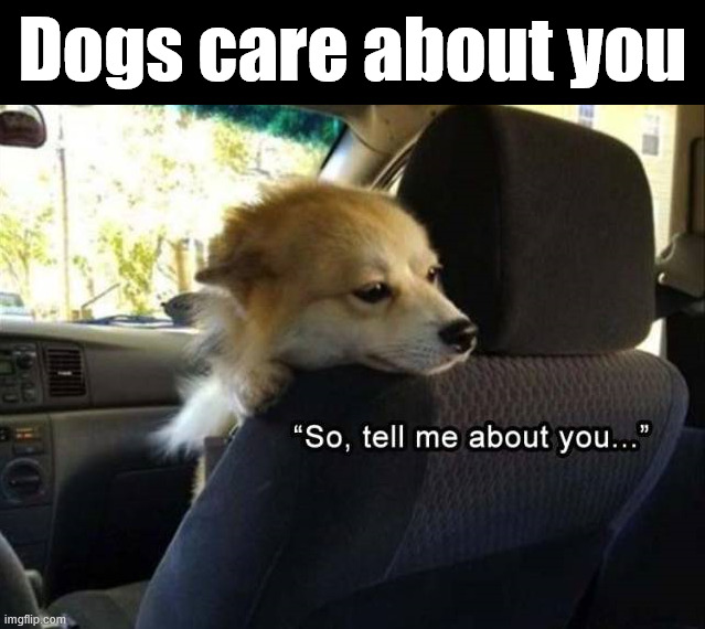 Dogs love their owners | Dogs care about you | image tagged in dogs | made w/ Imgflip meme maker