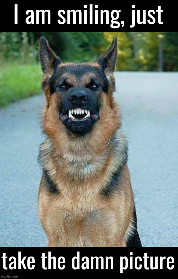 Smiles | I am smiling, just; take the damn picture | image tagged in dogs | made w/ Imgflip meme maker
