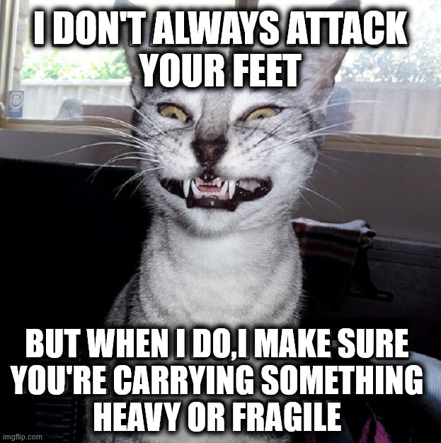 Attack the feet | I DON'T ALWAYS ATTACK
YOUR FEET; BUT WHEN I DO,I MAKE SURE
YOU'RE CARRYING SOMETHING
HEAVY OR FRAGILE | image tagged in cats | made w/ Imgflip meme maker