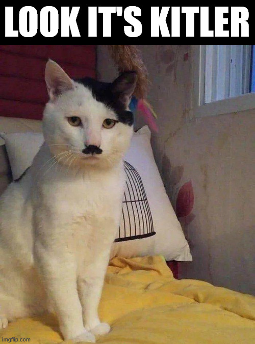 Kitler | LOOK IT'S KITLER | image tagged in cats | made w/ Imgflip meme maker