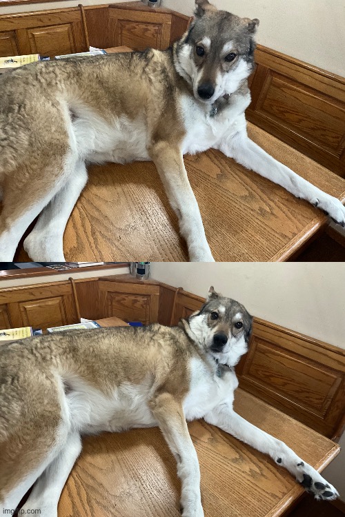 Dog | made w/ Imgflip meme maker
