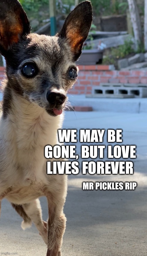 Dog love | WE MAY BE GONE, BUT LOVE LIVES FOREVER; MR PICKLES RIP | made w/ Imgflip meme maker