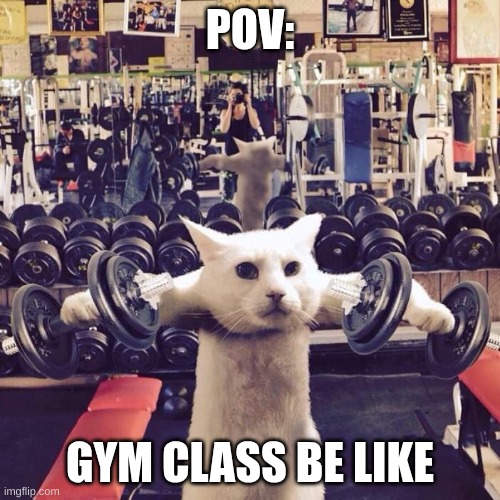 Gym class be like: | POV:; GYM CLASS BE LIKE | image tagged in gym cat | made w/ Imgflip meme maker