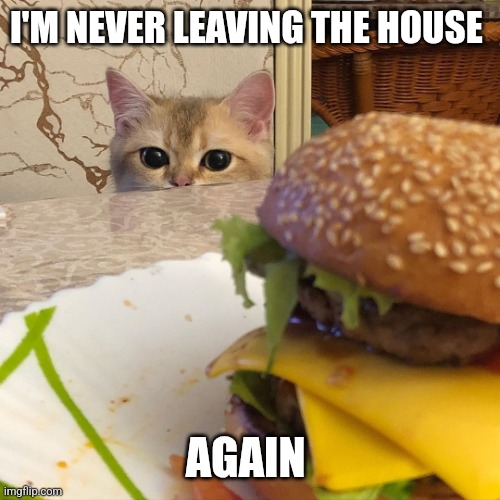 cat wants cheeseburger | I'M NEVER LEAVING THE HOUSE AGAIN | image tagged in cat wants cheeseburger | made w/ Imgflip meme maker