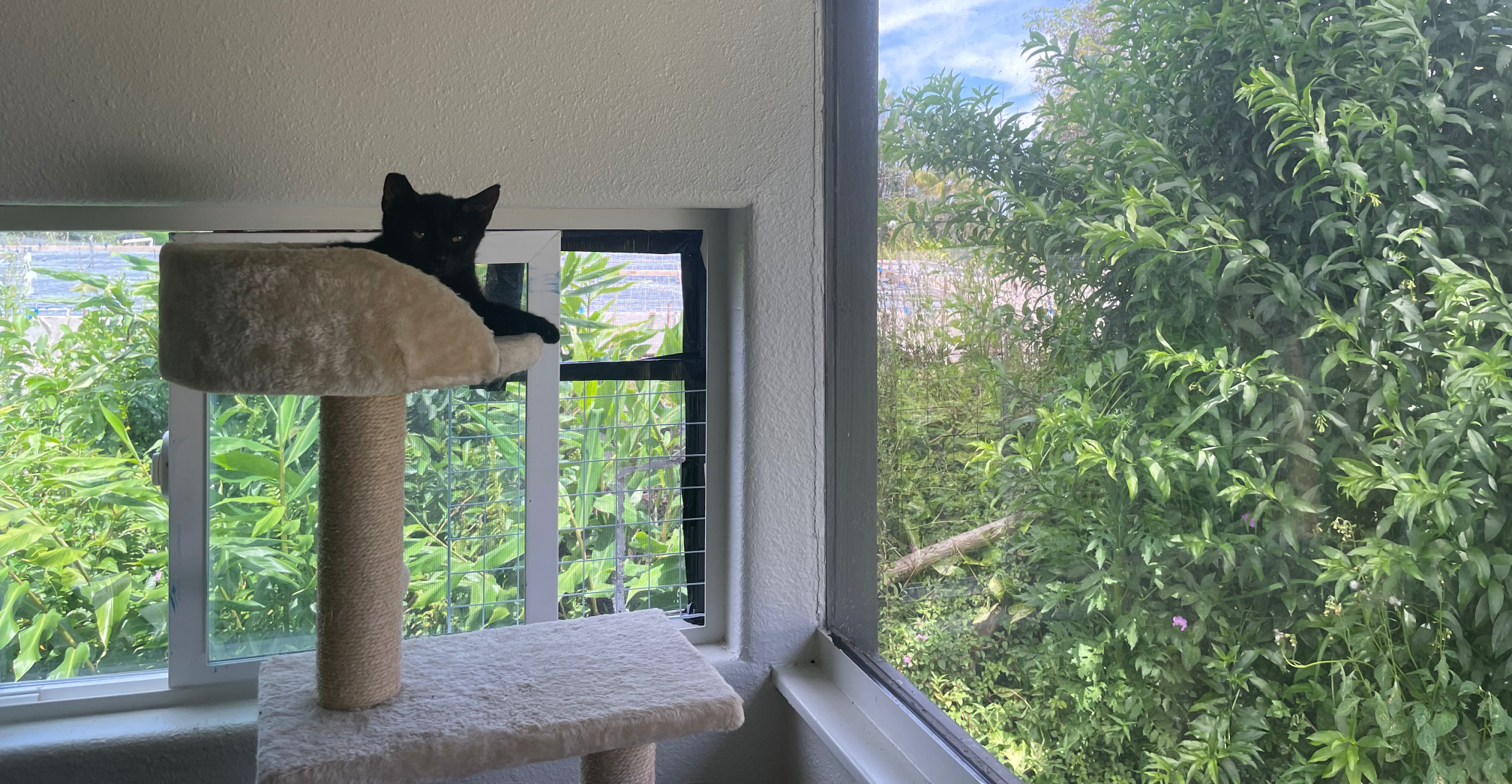 Cat named Love Blank Meme Template