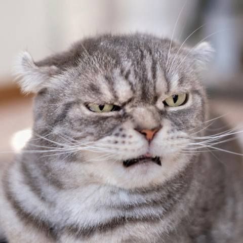 Wtf face Blank Meme Template